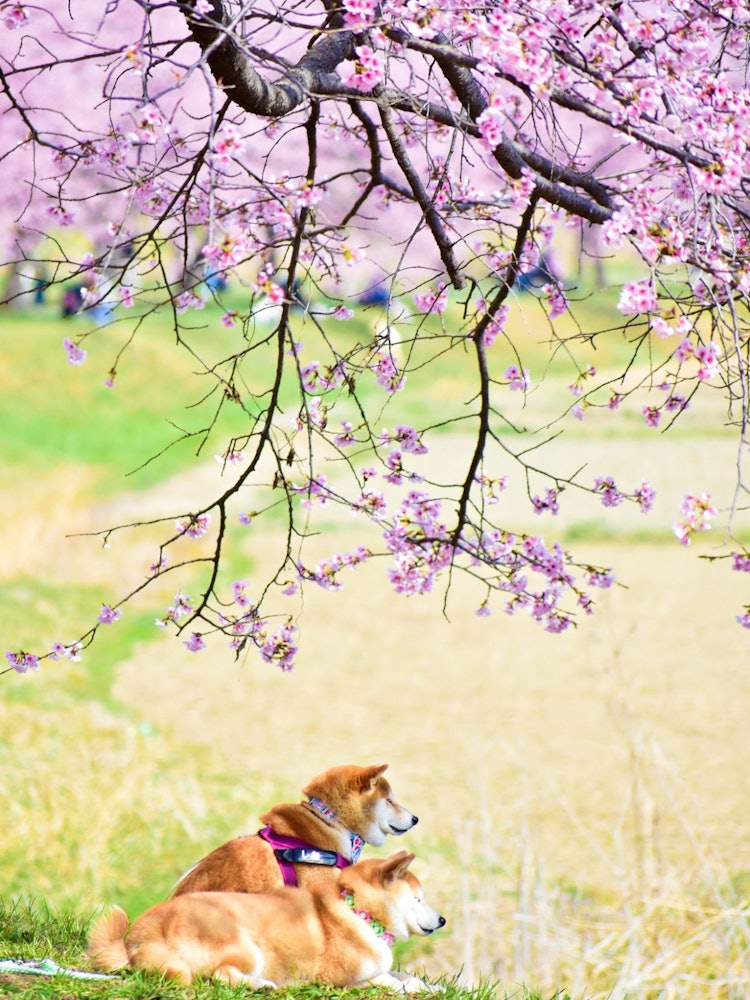 [画像1]日本の春の一番いいところは、みんなが思いっきり楽しめることです。それが私たちのような人間であろうと、4本足の動物であろうと。多くの場所で、犬、猫、鳥、その他の動物が春に家族と一緒に庭や公園を歩き回り、
