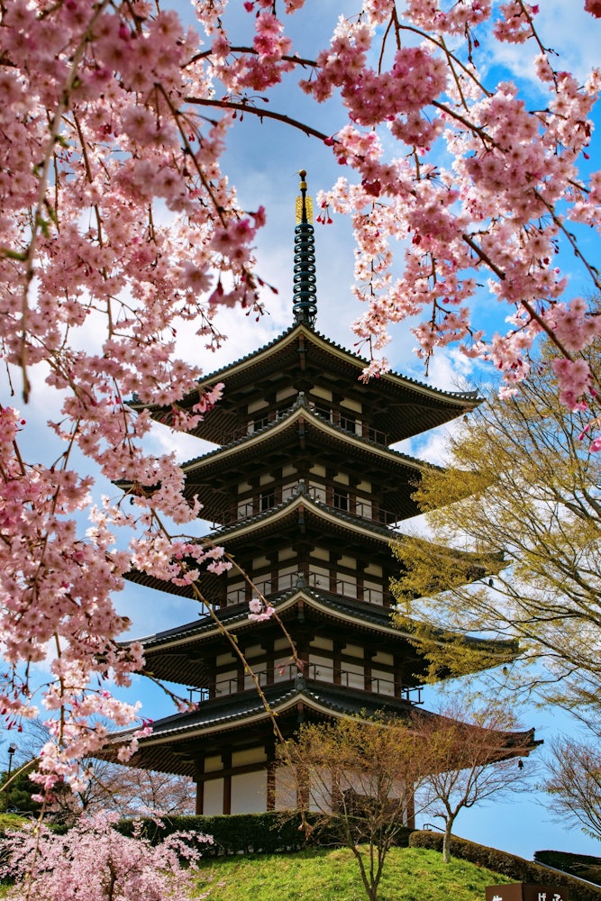 [画像1]【春、満開】日本の春の行事と言えば、、なんと言ってもお花見！！ 福島県二本松市にある安達ケ原ふるさと村では、満開の桜と五重塔が作り出す絶景を楽しむことができます！