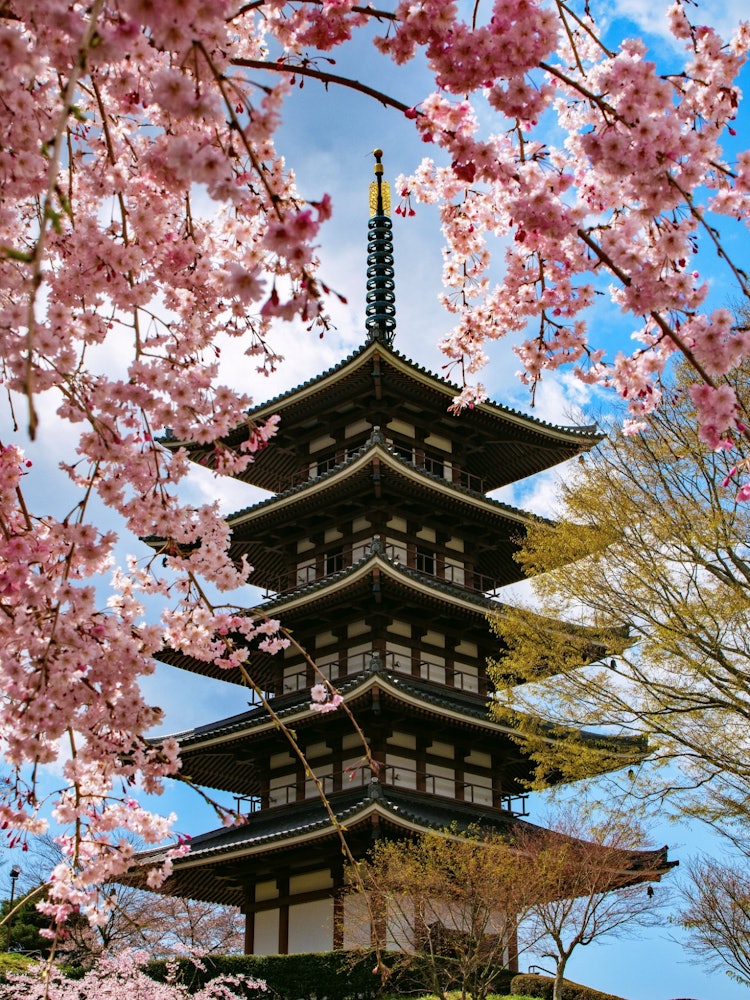 [이미지1][봄, 만개]일본의 봄 이벤트라고하면 벚꽃 놀이! 후쿠시마현 니혼마쓰시에 있는 아다치가하라 후루사토 마을에서는 만개한 벚꽃과 오층탑이 만들어내는 절경을 즐길 수 있습니다!
