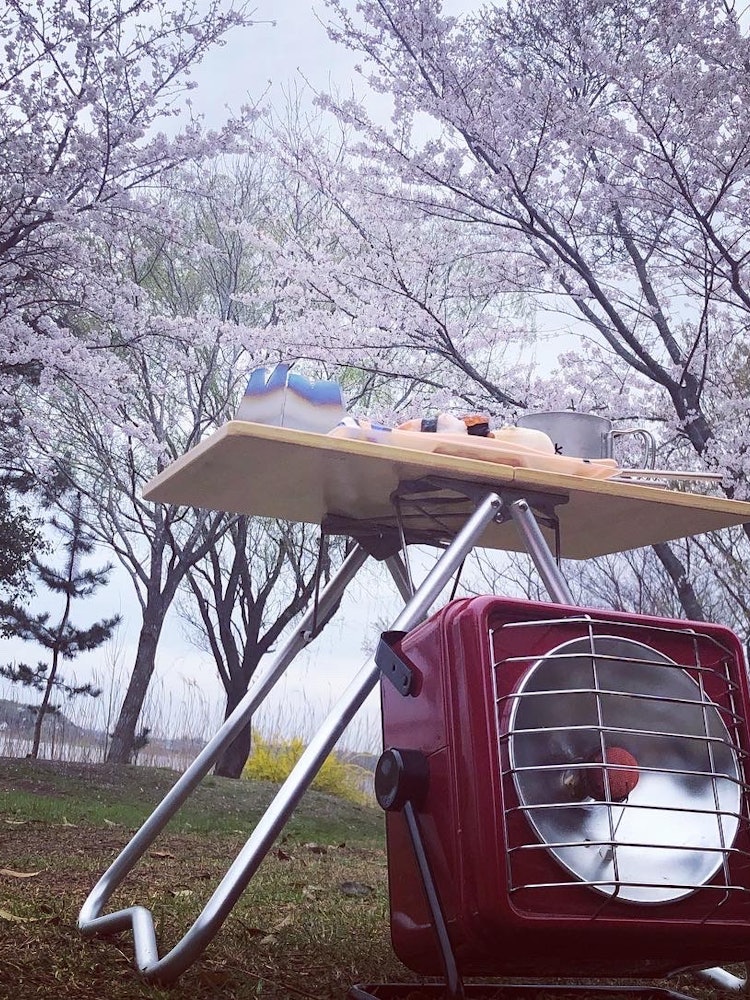 [Image1]🌸 Cherry blossom viewing camp for one week 🌸Lunch after campsite inn🍣🍣🍣While just looking at the che
