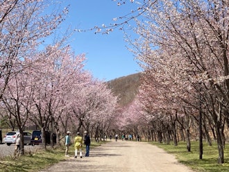 [相片2]🌸 这是一个温馨的祭典，您可以感受到春天的到来和樱花的盛开日期：2024 年 5 月 5 日星期日 下雨时取消　地点名称：Midorigaoka Park Kintaro's Pond area　　　