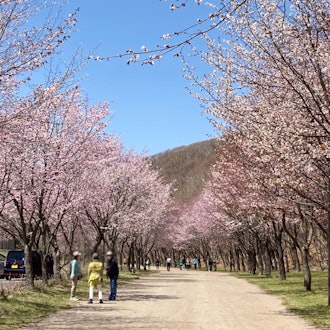 [이미지2]만개한 벚꽃과 함께 봄의 도래를 느낄 수 있는 따뜻한 축제입니다 🌸날짜: 2024년 5월 5일(일) 우천시 중지　장소: 미도리가오카 공원 긴타로 연못 지역　　　(도마코마이시 시미즈
