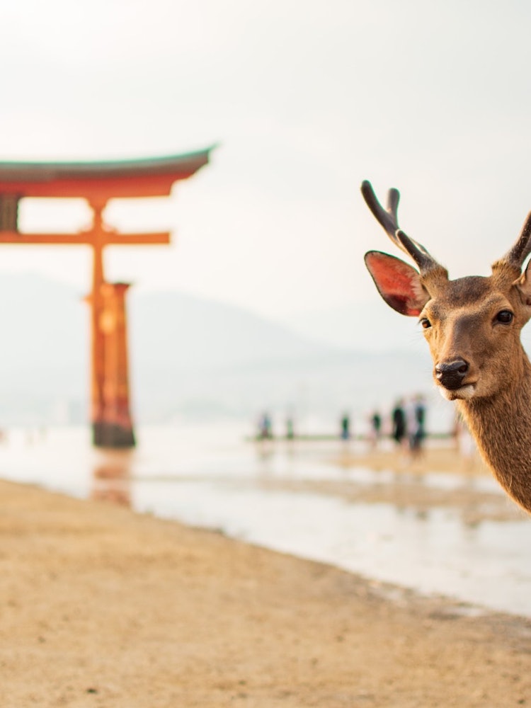 [相片1]当我之前去广岛的宫岛时如果你在鸟居门口等鹿在正确的时间他走到我身边，所以我立即松开了快门。
