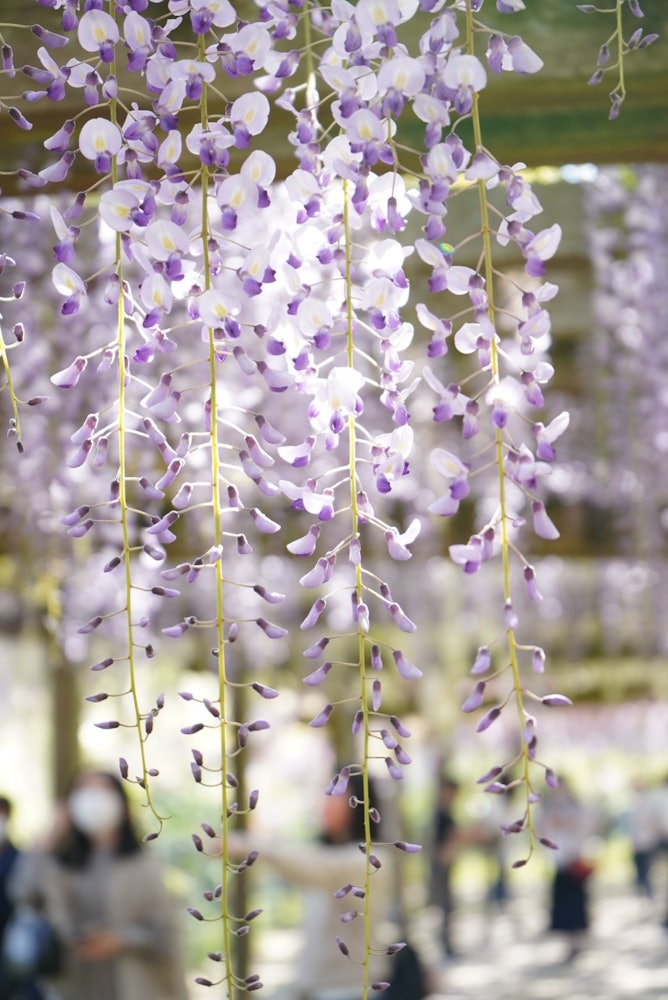 [相片1]威克神社⛩紫藤节许多紫藤都很美 😍我想✨✨明年再去