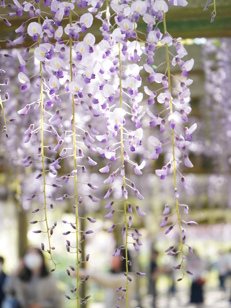 [Image1]Wake Shrine ⛩ Wisteria FestivalMany wisteria are beautiful 😍I want to ✨✨ go again next year