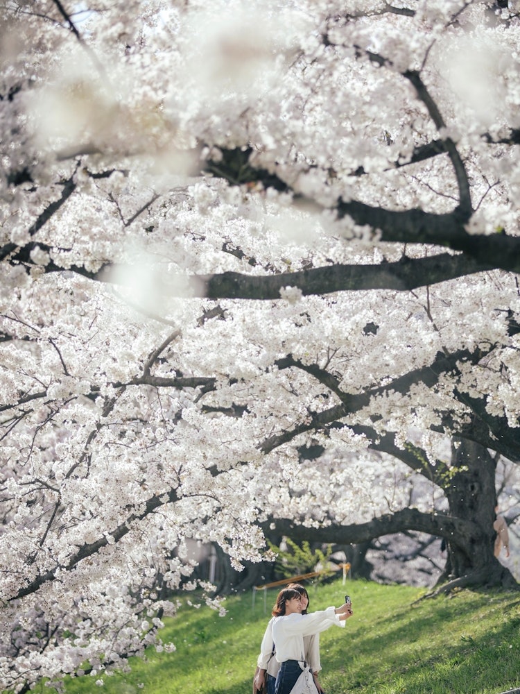 [相片1]日本的春天今年春天，我去京都看櫻花。淀川河公園的櫻花盛開，非常漂亮。