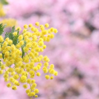 [이미지1]미모사와 가와즈 벚꽃봄이 왔습니다. 나는 이것을 보러 