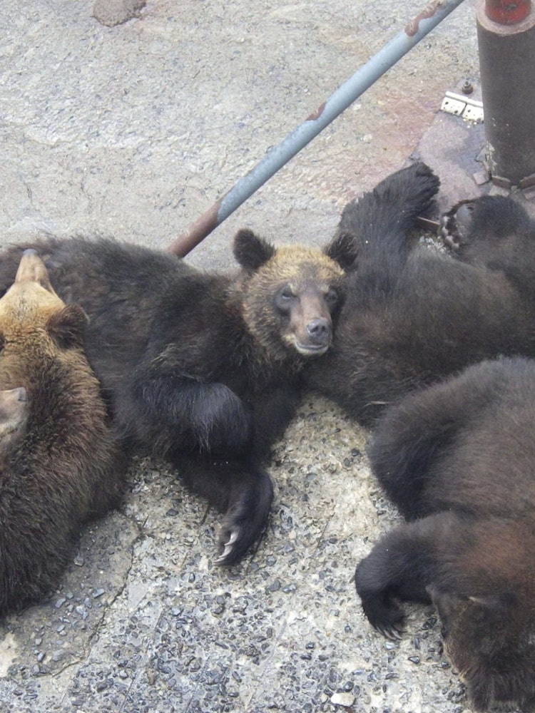 [Image1]The cheerfulness of spring! 🌸One-year-old bears are taking a nap together 🐻💤