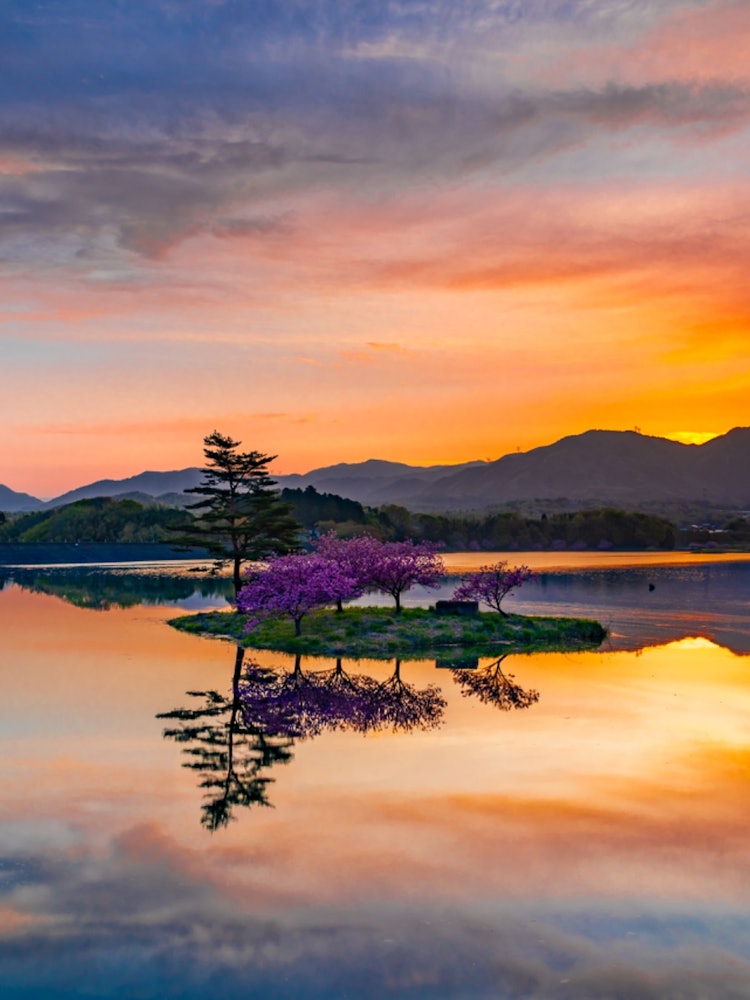[相片1]滋贺县日野町的日野川大坝。漂浮在大坝上的岛屿和盛开的八重樱花在那里盛开。 我一直在等待的黎明。 染红的日出倒映在水面上的景色是如此美丽，以至于让我忘记了仍然存在的春天早晨的寒冷！ ✨