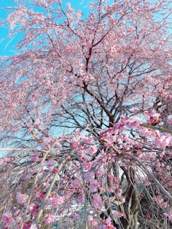 [이미지1][영어/일본어]벚꽃(소메이요시노)도 하치오지에서 피기 시작했습니다. 소메이요시노보다 조금 일찍 피는 미하루타키자쿠라(가지가 처진 벚꽃)는 이제 만개합니다. 사진은 하치오지 가타쿠라