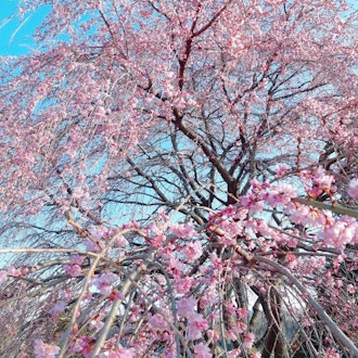 [Image1][English/Japanese]Cherry blossoms (Someiyoshino) have begun to bloom in Hachioji as well. Miharu-tak