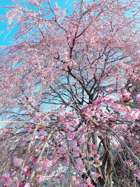 [Image1][English/Japanese]Cherry blossoms (Someiyoshino) have begun to bloom in Hachioji as well. Miharu-tak