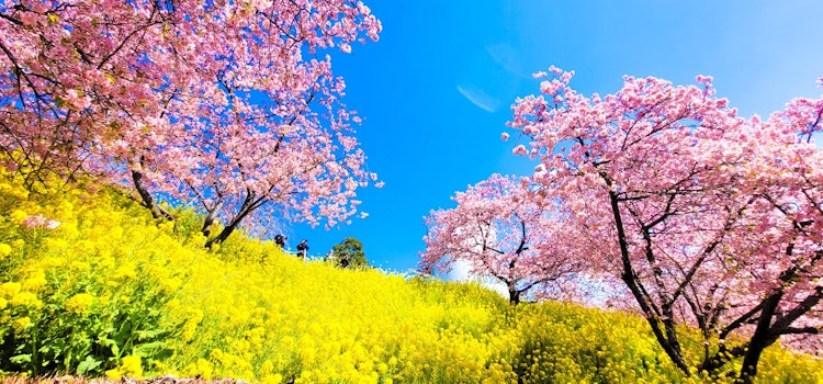 [이미지1]마쓰다야마 하프 가든에서 촬영.유채꽃의 노란색과 가와즈 벚꽃의 분홍색이 푸른 하늘을 배경으로 눈에 띄었습니다.다시 방문 하고 싶은 곳 중 하나입니다.