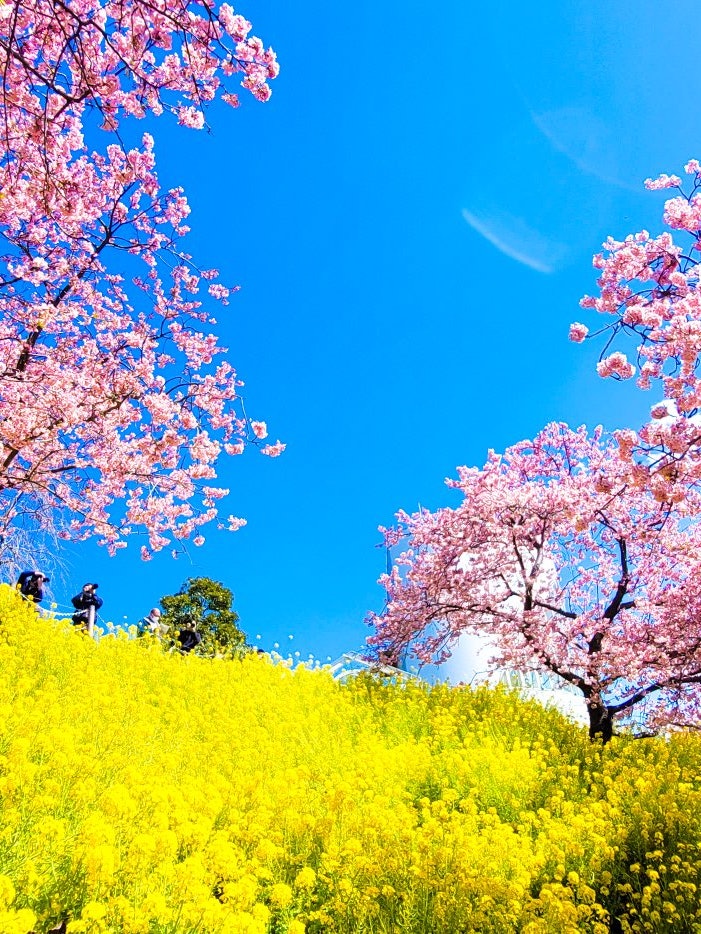 [Image1]Photographed at Matsudayama Half Garden.The yellow of the rape blossoms and the pink of the Kawazu c