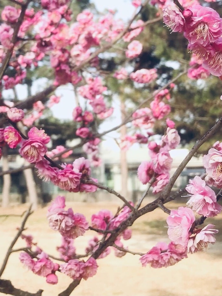 [画像1]菅原道真とゆかりのある志島ヶ原の梅園はとっても綺麗です。濃いピンクのお花🌸がとっても好みです。