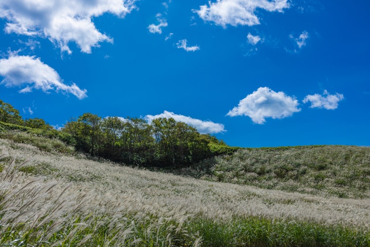 [相片1]加贺成高原整个地区都覆盖着潘帕斯草，完全像✨秋天一样。地点名称：加贺成高原