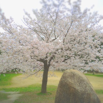 [相片1]长居公园的樱花盛开，长井公园是大阪市东住吉区大阪塞雷佐足球队的主场。 大公园里有很多樱花树，春天就像在梦中一样美丽。