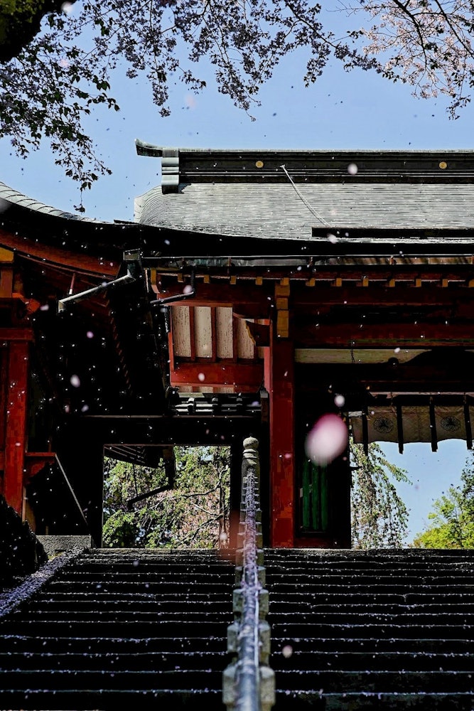 [相片1]宫城神社楼梯上的樱花在🌸翩翩起舞