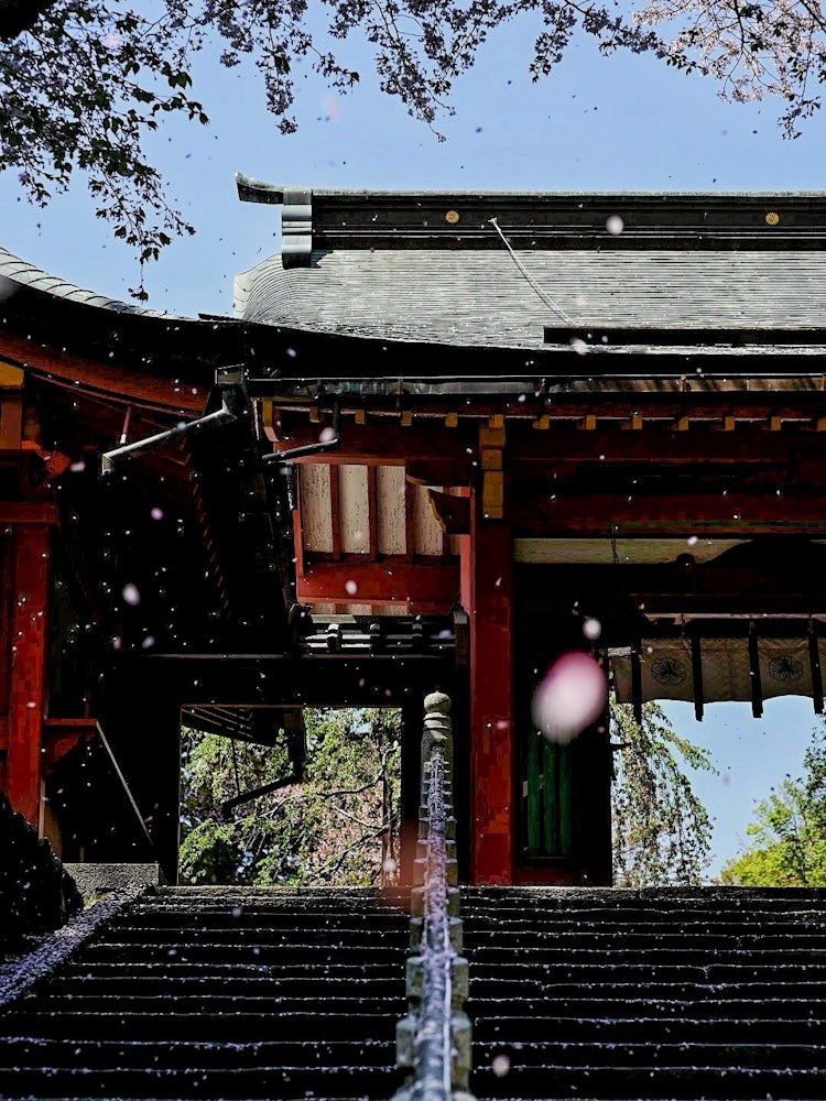 [画像1]宮城県の鹽竈神社階段の所の桜が舞ってました🌸