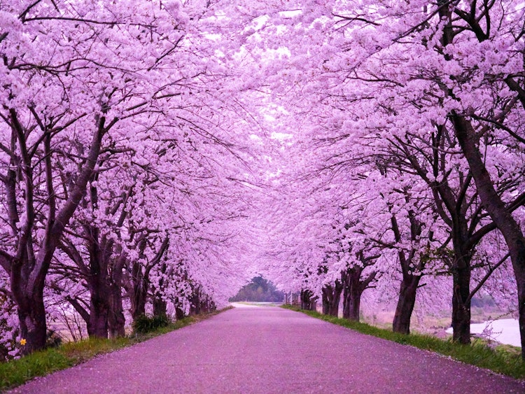 [相片1]#春天地點：滋賀縣長濱市高渡川上的櫻花隧道