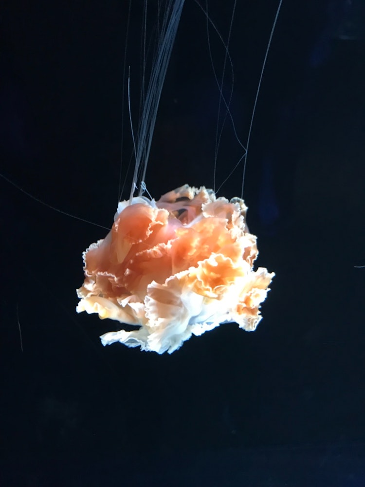 [이미지1]오사카・가이유칸 웅장한 해파리. 천천히 수영하는 우아한 몸짓은 시간의 존재를 거의 잊게 만듭니다.