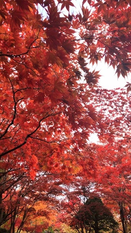 [相片1]在札幌享受🍁红叶北海道札幌的平冈十盖中心在札幌可以欣赏红叶的著名景点之一。虽然离中心有点远许多人从全国各地赶来观看一排排的红叶。从中央的日本花园眺望红叶的景色非常♪优雅。