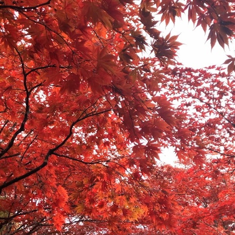 [Image1]Enjoy 🍁 the autumn leaves in SapporoHiraoka Jugei Center in Sapporo, HokkaidoOne of the famous spots