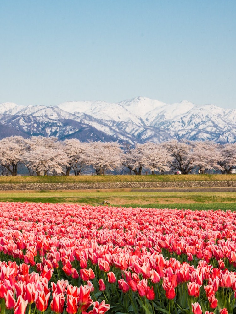 [Image1]It is a cherry blossom in Asahi Town, Toyama Prefecture.It is a collaboration of tulips, cherry blos
