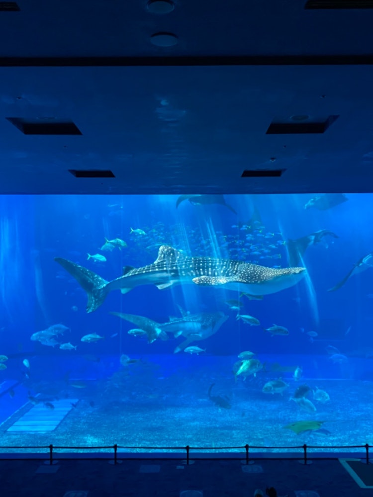 [画像1]現在休業中の美ら海水族館。ジンベエザメがものすごく大きかった。