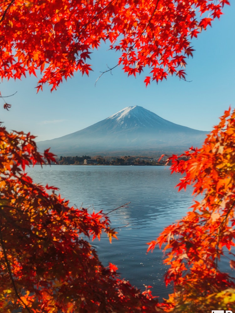 [Image1]Mt. Fuji and autumn leaves 🍁Blue sky in autumnLake Kawaguchi - Yamanashi Prefecture - Previously pho