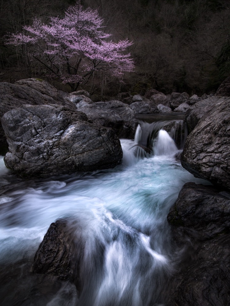 [画像1]奈良県の渓流に咲く、大山桜。この大山桜は関西では3本しか咲いていないと聞く、とても珍しい桜です。ピンクの花びらがとても美しいです。