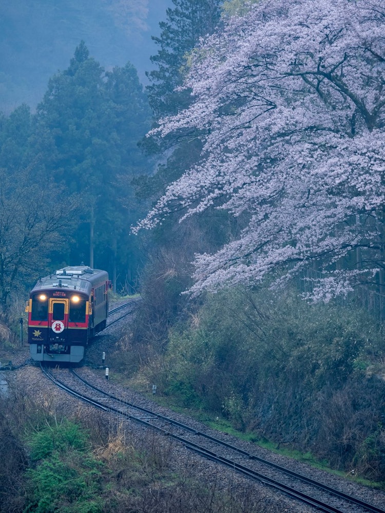 [相片1]“渡良瀨谷鐵路”和雨天的櫻花綠， 群馬縣