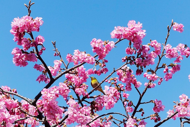 [이미지1]일본의 봄은 벚꽃입니다.가와즈 벚꽃은 왕벚나무 꽃보다 일찍 피어 봄이 가까웠다는 신호입니다.지금까지 본 적이없는 야생 조류 