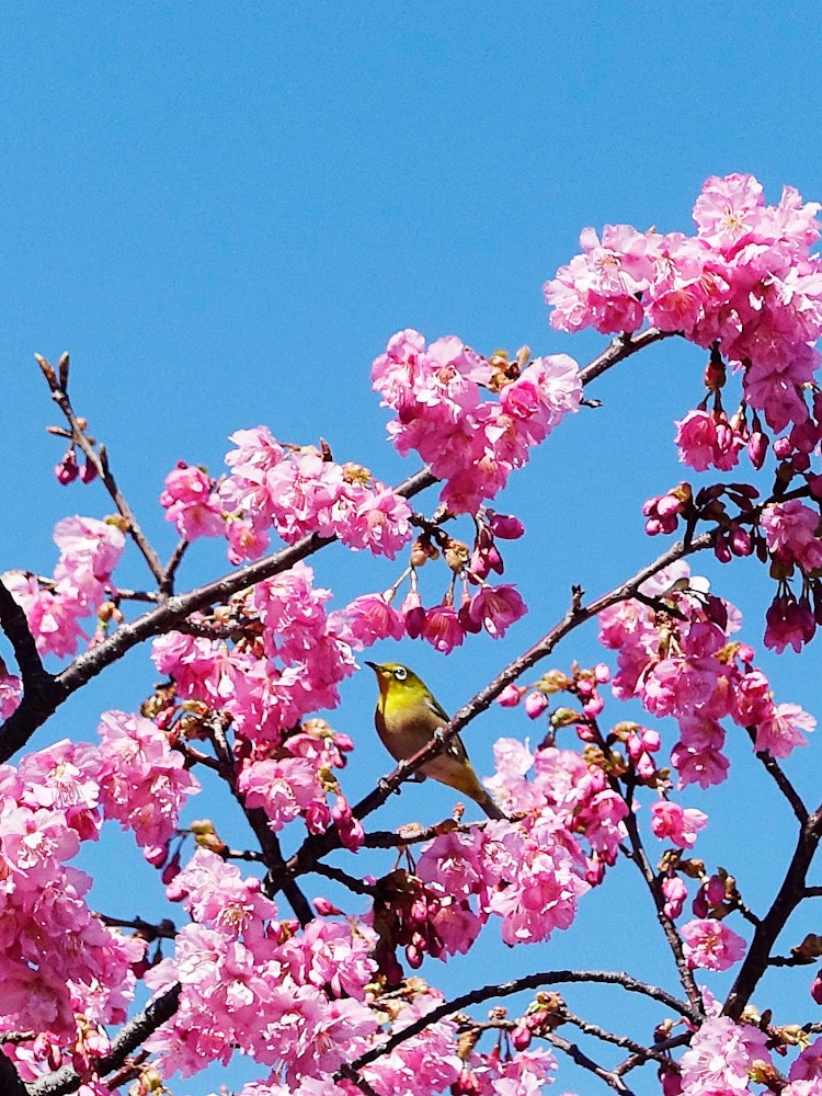 [画像1]日本の春と言えば「桜」です。川津桜は「ソメイヨシノ」より早く咲き、春が近いことを知らせてくれます。それまでは見掛けることも無かった野鳥の「メジロ」が、河津桜の蜜を求めてやって来ています。 真っ青な空に