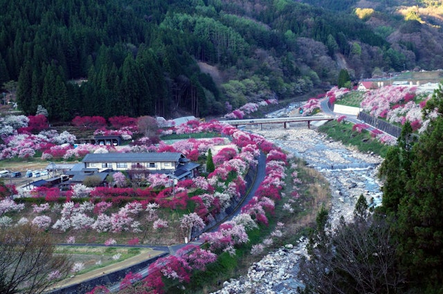 [画像1]長野県阿智村 花桃の里 カラフルな花桃の里を俯瞰しました。