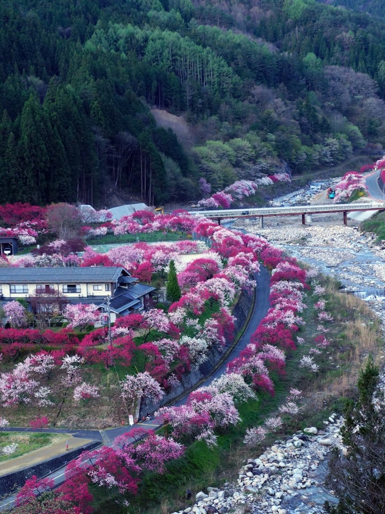 [画像1]長野県阿智村 花桃の里 カラフルな花桃の里を俯瞰しました。