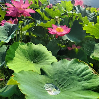 [Image1]Lotus flowers, lotus fields, lotus in rice fields