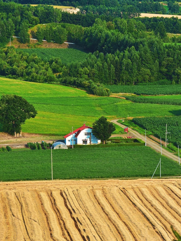 [Image1]Green lush landscape of Hokkaido. The contrast between greenery and crop land as well as that Red ro