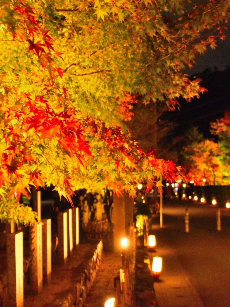 [Image1]It's the season of autumn leaves.