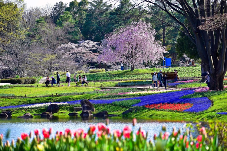 [相片1]今天的地方是昭和記念公園。春天是日本最好的季节之一。在东京，这个公园是寻找几乎所有种类的春天花朵的理想场所。