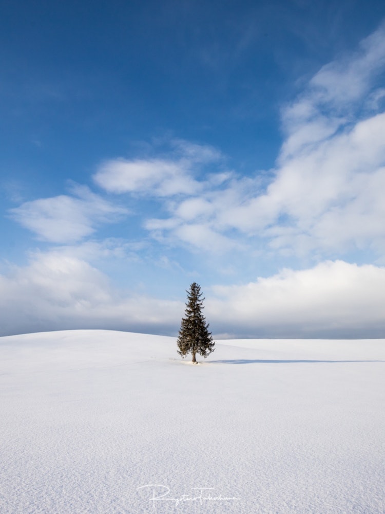 [相片1]北海道美瑛的所謂聖誕樹。它很可愛，因為到處都是雪！