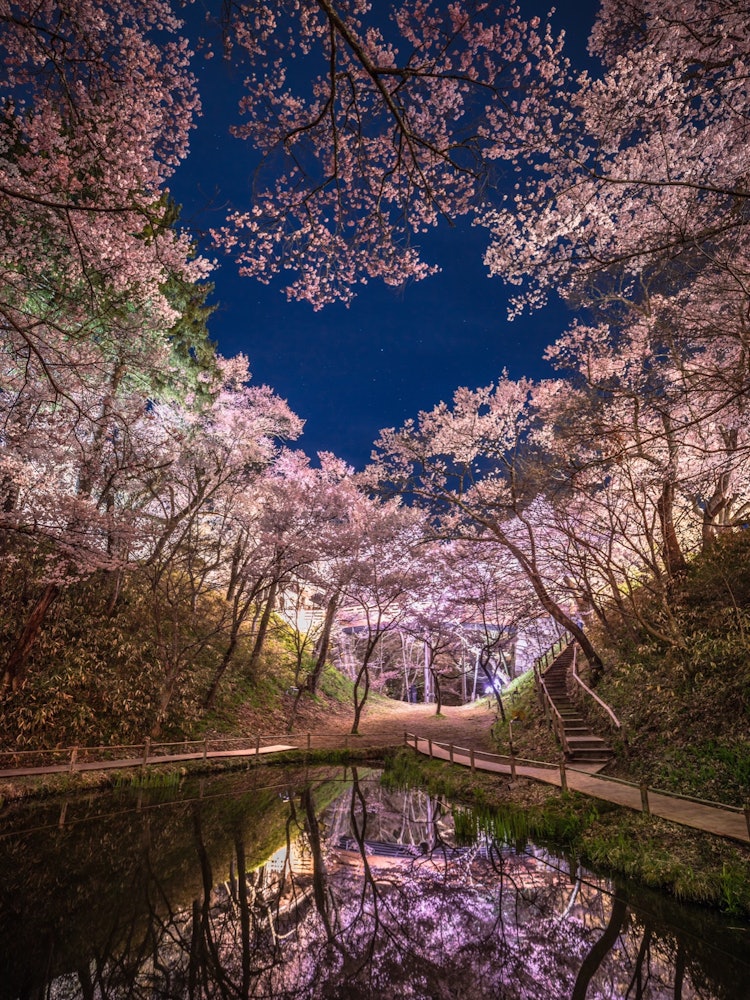 [Image1]Night cherry blossoms in Takaen Castle Ruins ParkThe pond is over, and there are no spectators