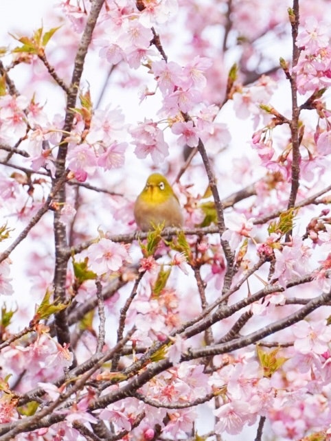 [Image1]Mejiro cherry blossom viewing. お散歩中に初めてメジロさんに会いました‪‪☺︎‬