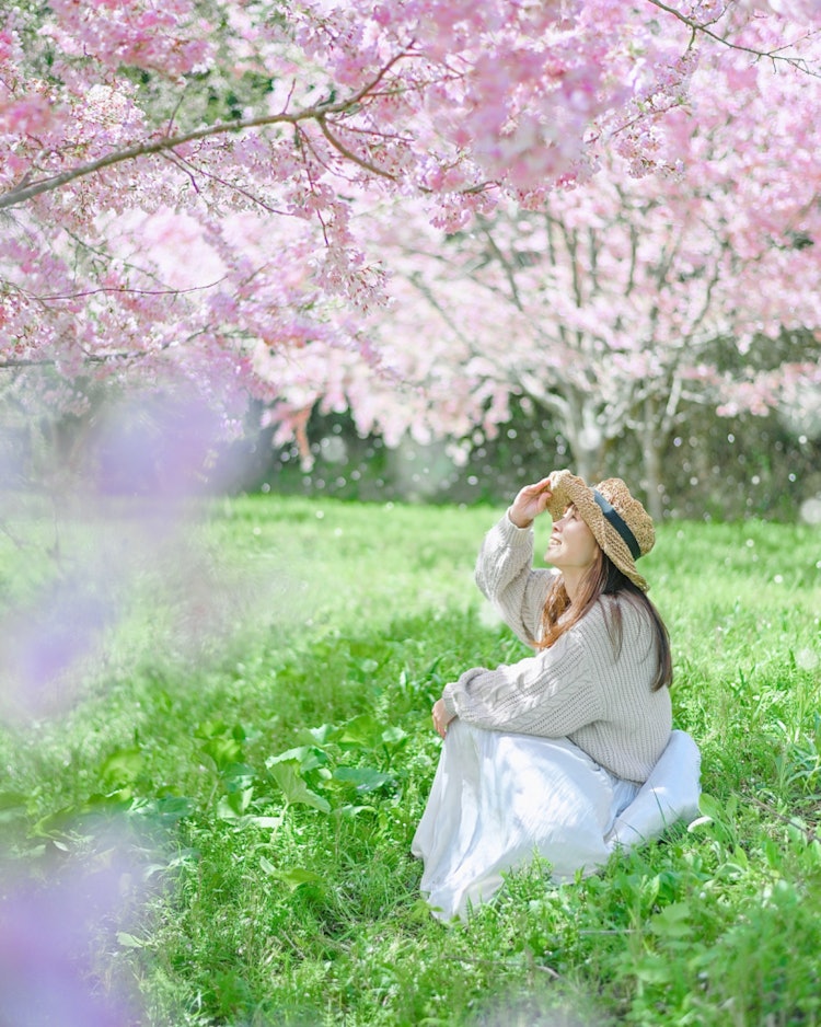 [相片1]廣島 色良透過櫻花沐浴陽光，📸在Potlet拍照那是一個賞櫻的日子，周圍環繞著盛開的小櫻花樹。