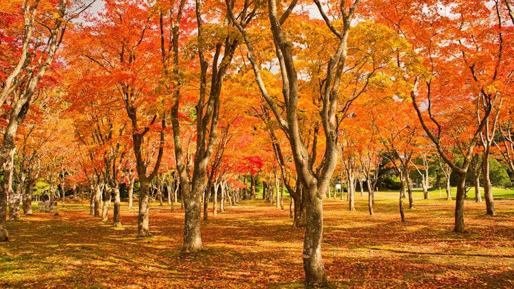 [相片1]在紅葉季節，許多遊客參觀了兩旁種滿短楓樹的“笹湯水壩前花園廣場”，每個人都喜歡紅葉。 當楓葉落下時，形成了天然的紅地毯，這也是秋天特有的風景。