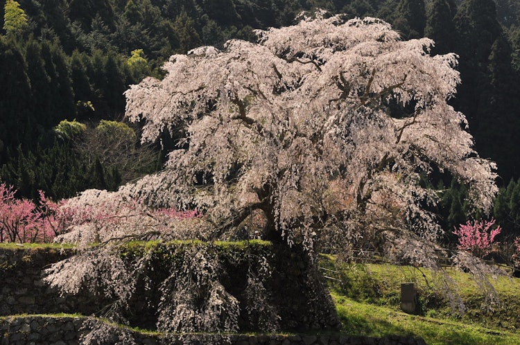 [相片1]奈良縣大田市下垂的櫻花被稱為馬塔貝櫻花，因為它們位於軍閥後藤馬塔貝府邸的廢墟上。 據說這棵樹大約有 300 年的歷史。 在花季，許多遊客從全國各地趕來觀賞櫻花。
