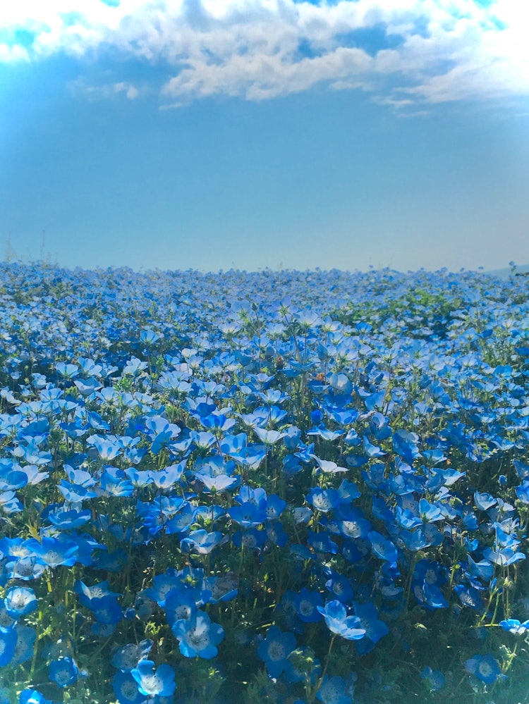 [相片1]它是国立日立海滨公园三晴之冈的线虫。线虫的蓝色和天空的蓝色在你眼前展开的世界就像一场梦。
