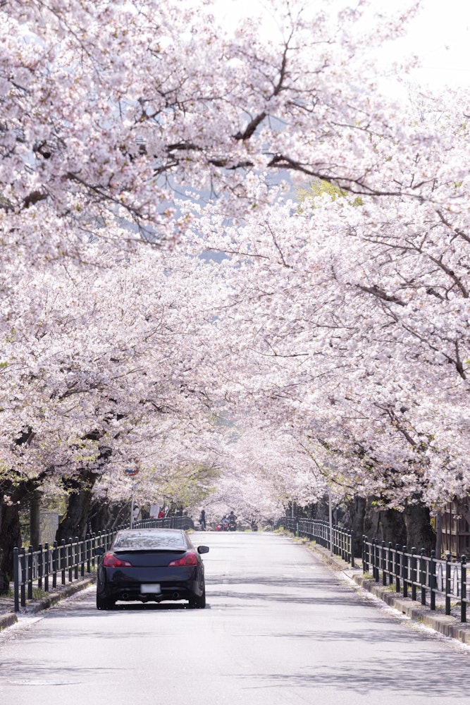 [이미지1]나가토로의 벚꽃 가로수 사이로 🌸 달리기사이타마현 나가토로 거리에 있는 벚꽃 가로수입니다.매년 3 월 말부터 4 월 초까지 방문 할 수있는 가장 좋은시기입니다.약 5km에 걸쳐 늘