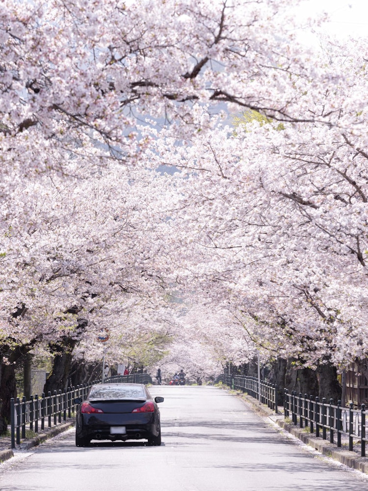 [Image1]Run through 🌸 the rows of cherry blossom trees in NagatoroThis is a row of cherry blossom trees in N