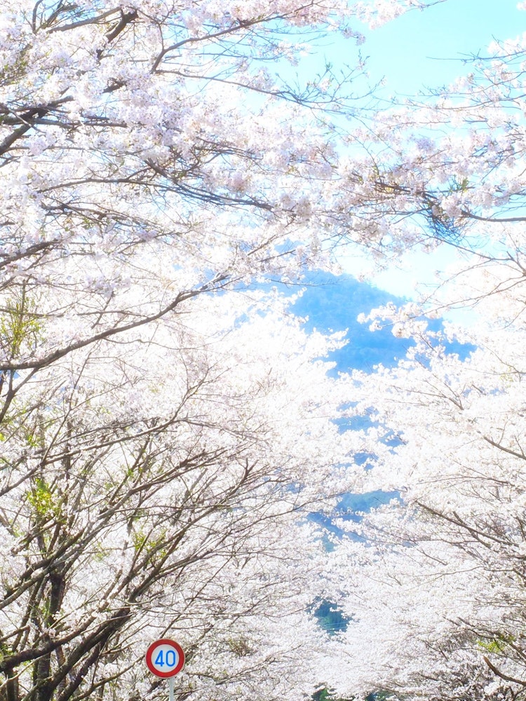 [Image1]40Cherry blossoms at a ranch in Kobayashi City, Miyazaki Prefecture